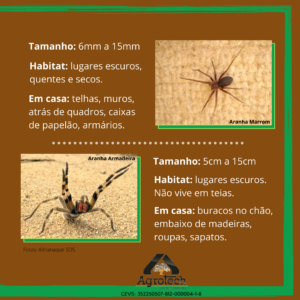 dedetização_aranhas